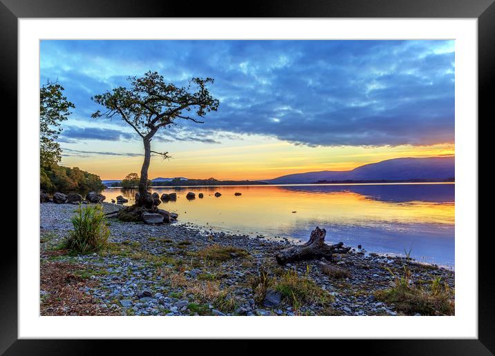 Lone Tree: Milarrochy Bay, Loch Lomond Framed Mounted Print by Miles Gray