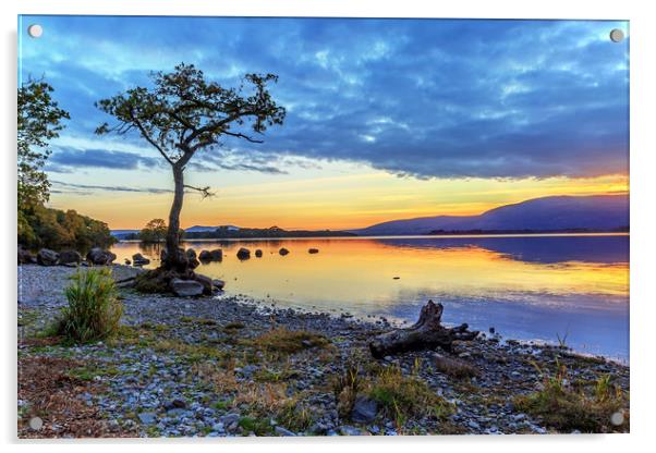 Lone Tree: Milarrochy Bay, Loch Lomond Acrylic by Miles Gray
