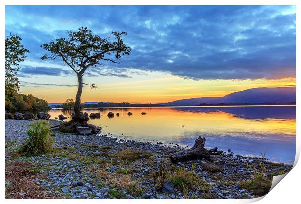 Lone Tree: Milarrochy Bay, Loch Lomond Print by Miles Gray