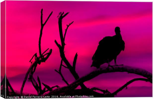 Vulture at Top of Tree Canvas Print by Daniel Ferreira-Leite