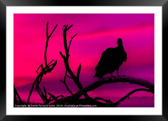 Vulture at Top of Tree Framed Mounted Print by Daniel Ferreira-Leite