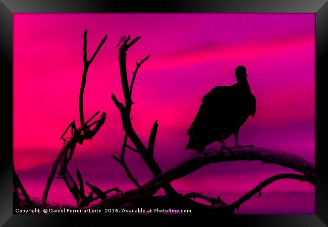 Vulture at Top of Tree Framed Print by Daniel Ferreira-Leite