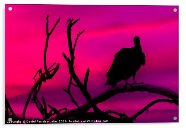 Vulture at Top of Tree Acrylic by Daniel Ferreira-Leite