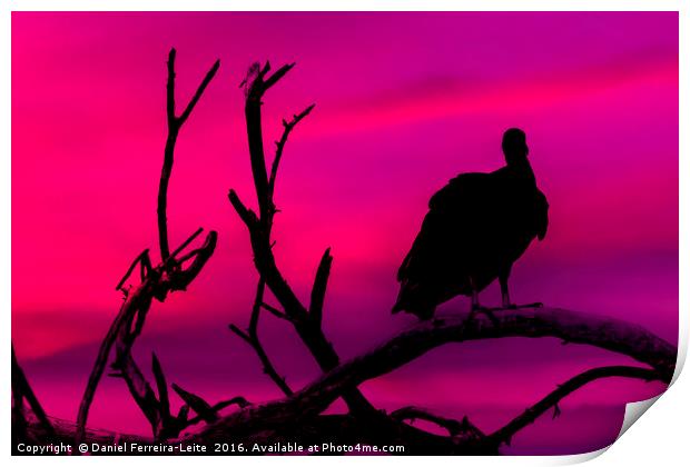 Vulture at Top of Tree Print by Daniel Ferreira-Leite
