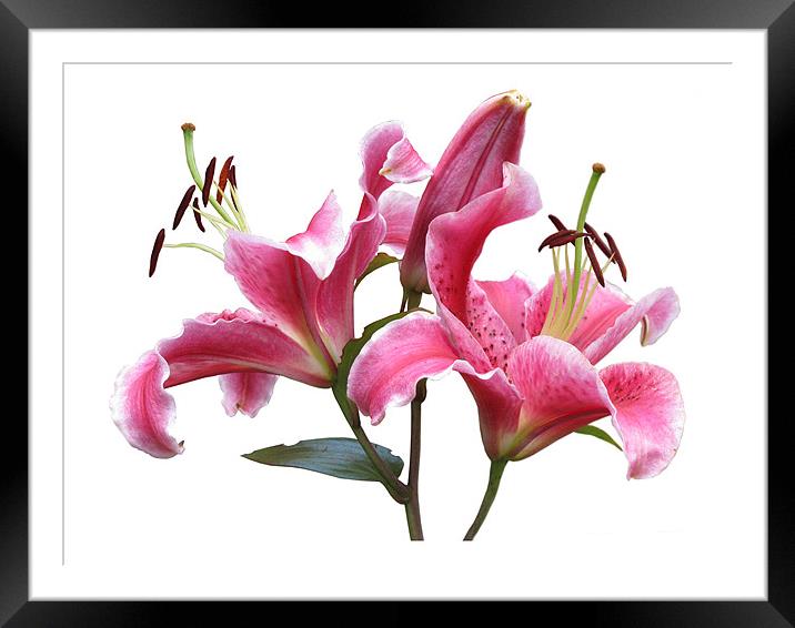 Pink Lilies on White Framed Mounted Print by Jacqi Elmslie