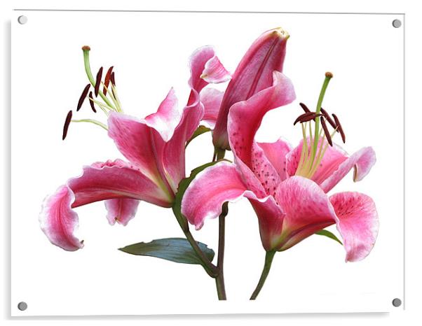 Pink Lilies on White Acrylic by Jacqi Elmslie