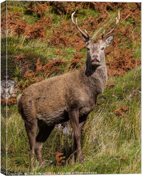 Highland red deer stag. Canvas Print by Tom Dolezal