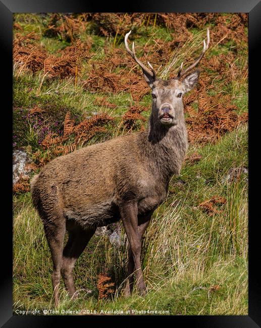 Highland red deer stag. Framed Print by Tom Dolezal