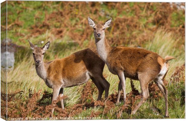 Highland red deer hinds Canvas Print by Tom Dolezal