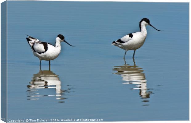 Wading Avocet reflections Canvas Print by Tom Dolezal