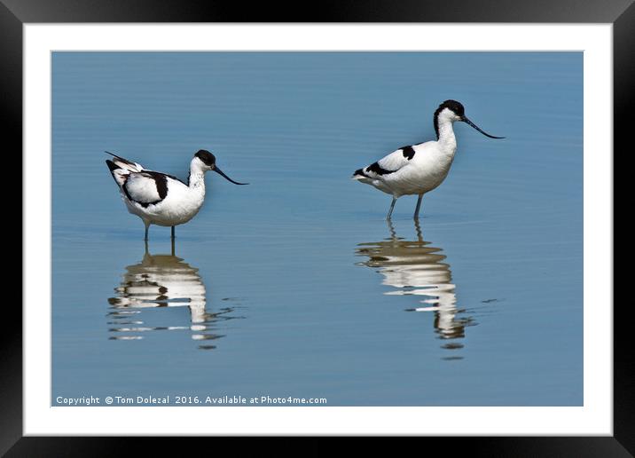 Wading Avocet reflections Framed Mounted Print by Tom Dolezal