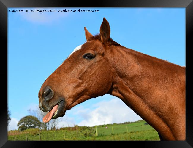 Cheeky Racehorse Framed Print by Derrick Fox Lomax