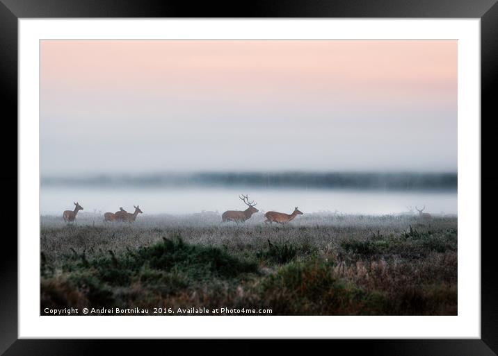 Herd of red deer on foggy field in Belarus. Framed Mounted Print by Andrei Bortnikau