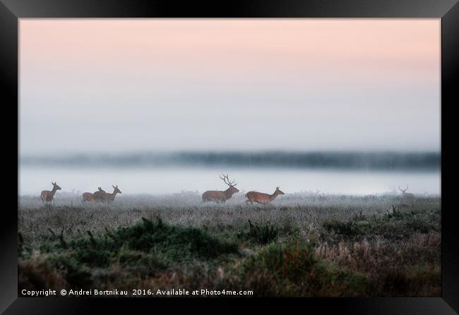 Herd of red deer on foggy field in Belarus. Framed Print by Andrei Bortnikau