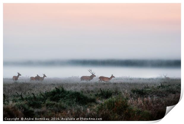 Herd of red deer on foggy field in Belarus. Print by Andrei Bortnikau