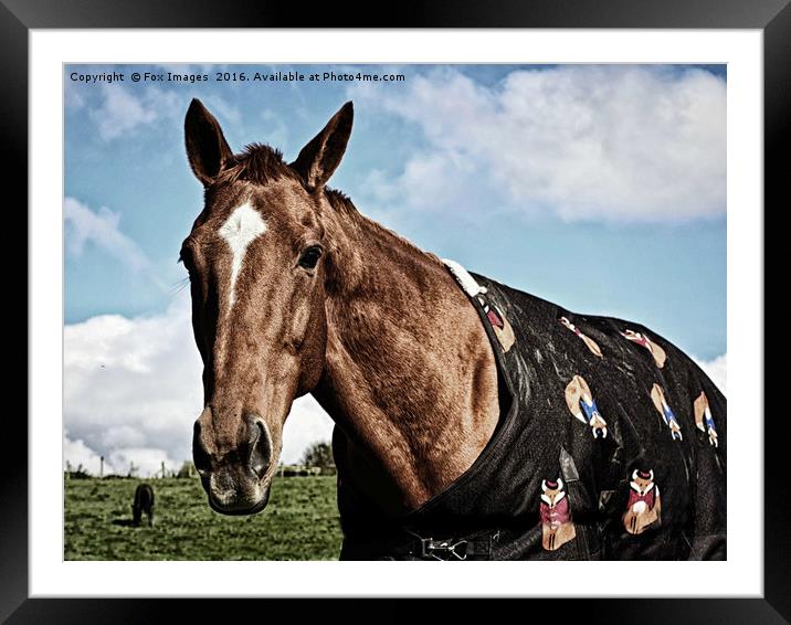 Racehorse in the field Framed Mounted Print by Derrick Fox Lomax