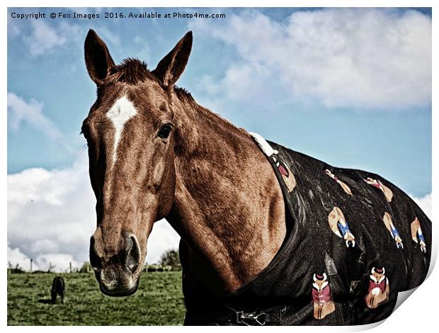 Racehorse in the field Print by Derrick Fox Lomax