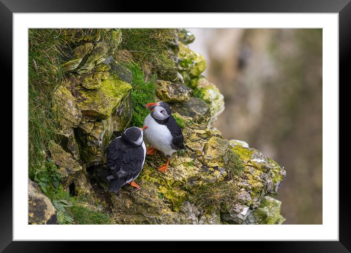 Puffin    Framed Mounted Print by chris smith