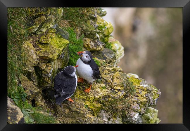 Puffin    Framed Print by chris smith