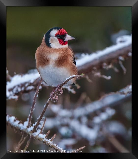 Goldfinch in the snow. Framed Print by Tom Dolezal