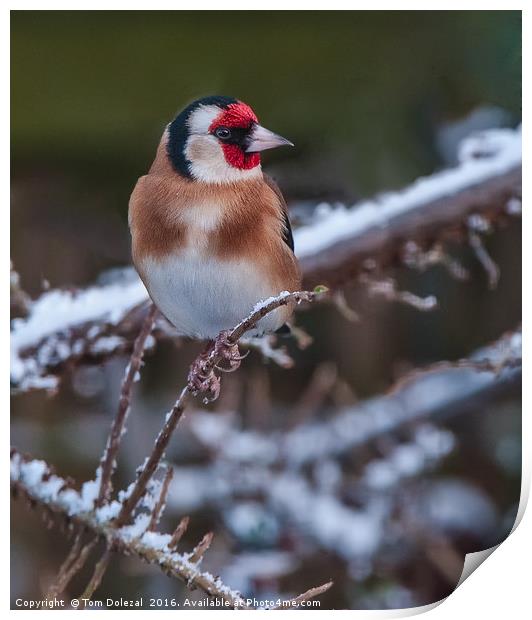 Goldfinch in the snow. Print by Tom Dolezal