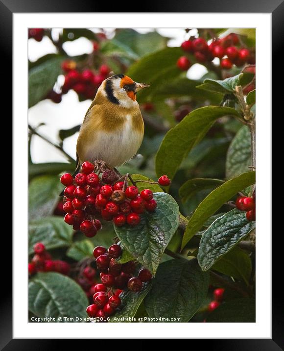 Goldfinch amongst the berries Framed Mounted Print by Tom Dolezal