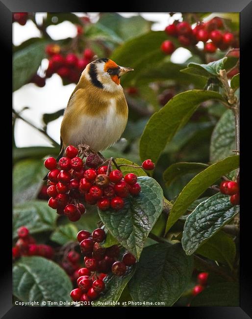 Goldfinch amongst the berries Framed Print by Tom Dolezal