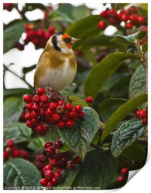Goldfinch amongst the berries Print by Tom Dolezal