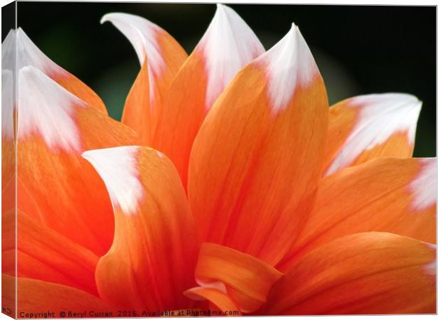 Vibrant Orange Dahlia Floral Display Canvas Print by Beryl Curran
