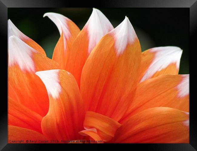 Vibrant Orange Dahlia Floral Display Framed Print by Beryl Curran