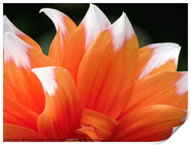 Vibrant Orange Dahlia Floral Display Print by Beryl Curran