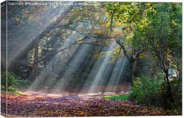 Sun rays in the park Canvas Print by Magdalena Bujak