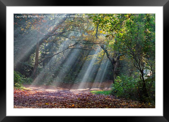 Sun rays in the park Framed Mounted Print by Magdalena Bujak