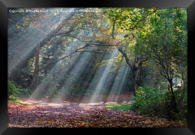 Sun rays in the park Framed Print by Magdalena Bujak