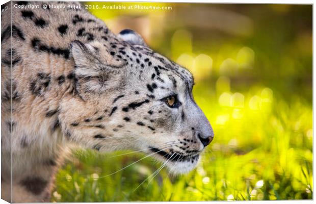 Snow leopard, panthera uncia Canvas Print by Magdalena Bujak