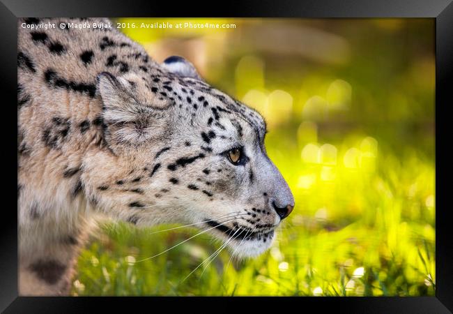 Snow leopard, panthera uncia Framed Print by Magdalena Bujak