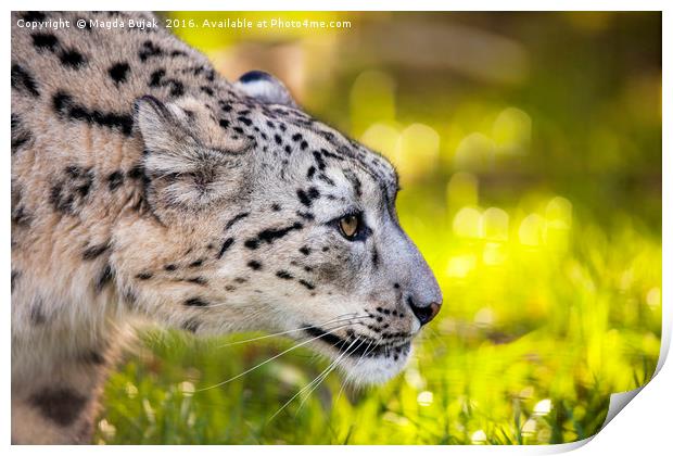 Snow leopard, panthera uncia Print by Magdalena Bujak