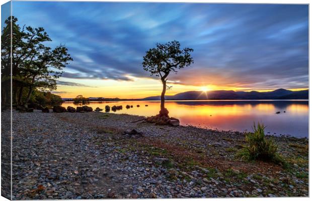 The Lone Tree at Sunset: Milarrochy, Loch Lomond Canvas Print by Miles Gray