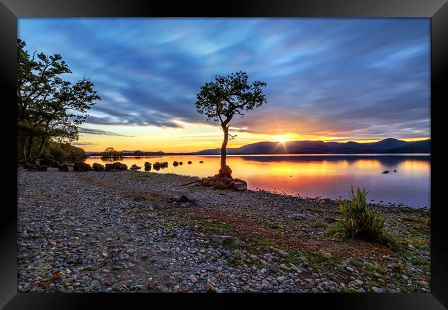The Lone Tree at Sunset: Milarrochy, Loch Lomond Framed Print by Miles Gray