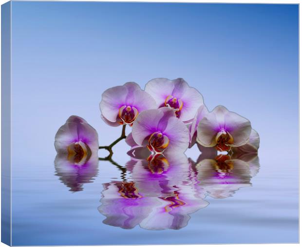 Pink Orchids Blue background Canvas Print by David French