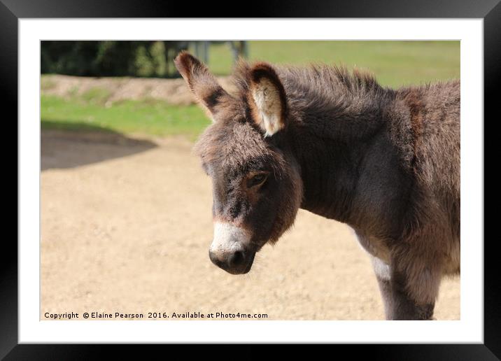 Baby donkey Framed Mounted Print by Elaine Pearson