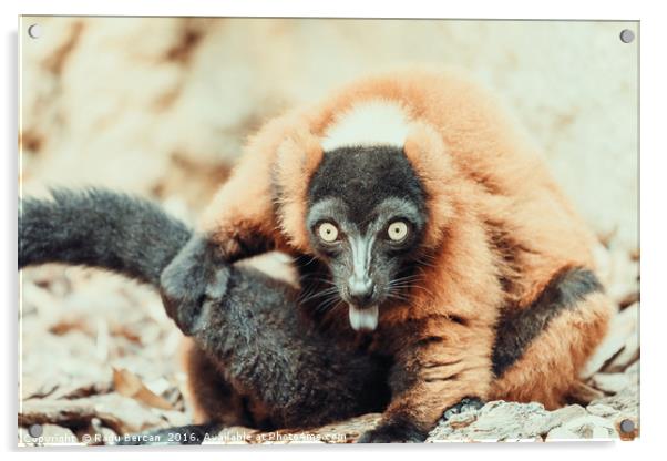 Lemur Portrait On Madagascar Island Acrylic by Radu Bercan
