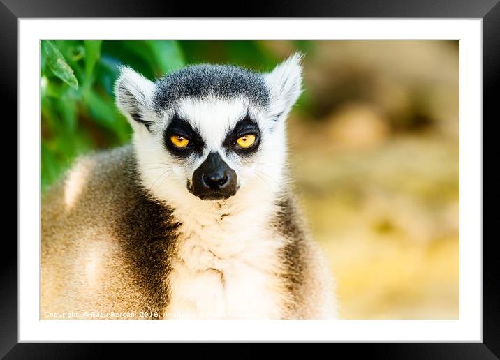 Lemur Portrait On Madagascar Island Framed Mounted Print by Radu Bercan