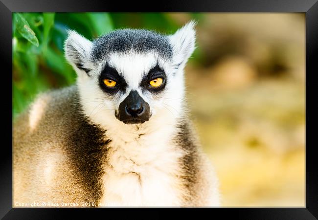Lemur Portrait On Madagascar Island Framed Print by Radu Bercan