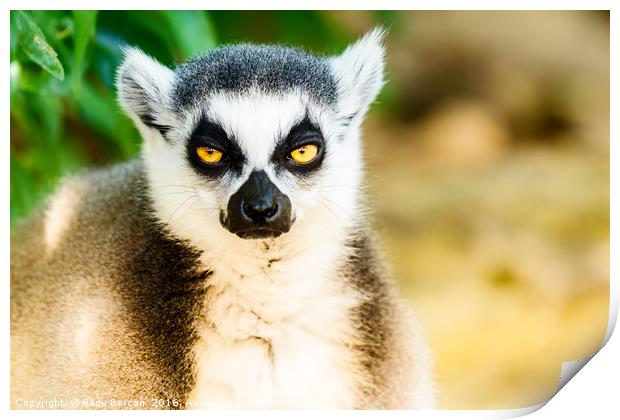 Lemur Portrait On Madagascar Island Print by Radu Bercan