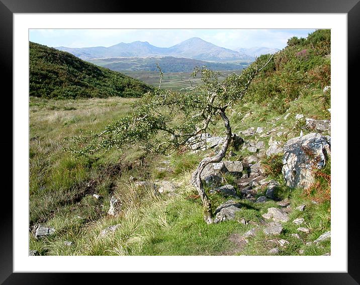 The Old Man of Coniston  Framed Mounted Print by Paul Leviston