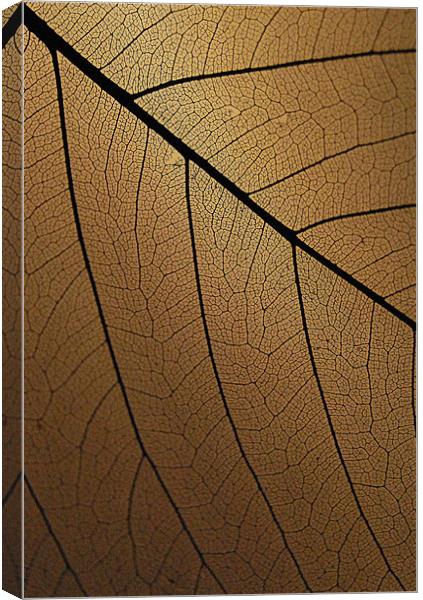 The Veins Of Leaf Canvas Print by David Watts