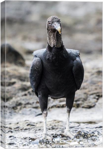 Portrait crop of a Black Vulture foraging in rock  Canvas Print by Jason Wells