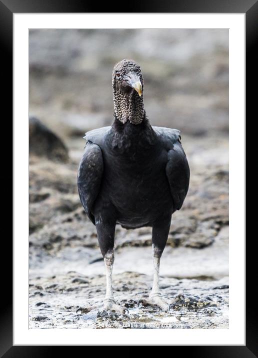 Portrait crop of a Black Vulture foraging in rock  Framed Mounted Print by Jason Wells