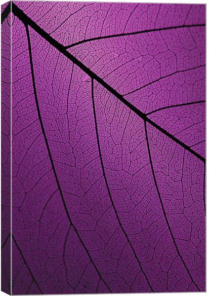 Veins Of Leaf Purple Canvas Print by David Watts